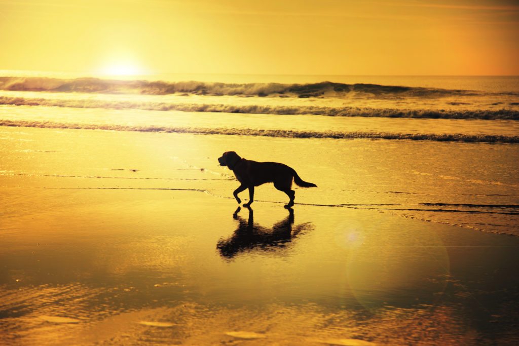 Welcome To Pet Partners Pet Partners